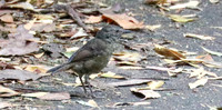 Tasmanian Scrubwren Sericornis humilis
