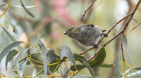 Forty spotted pardalote Pardalotus quadragintus