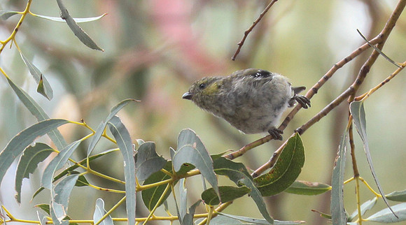 Forty spotted pardalote Pardalotus quadragintus