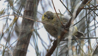 Forty spotted pardalote Pardalotus quadragintus