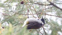 Black-headed honeyeater Melithreptus affinus