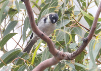 Black-headed honeyeater  Melithreptus affinus