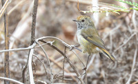 Tasmanian thornbill Acanthiza ewingii