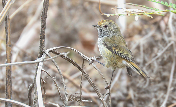 Tasmanian thornbill Acanthiza ewingii