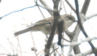 Dusky robin Melanodryas vittata
