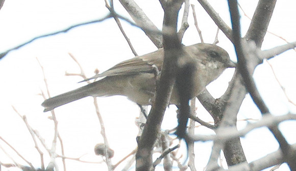 Dusky robin Melanodryas vittata