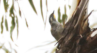 Yellow-throated honeyeater Lichenostomus flavicollis