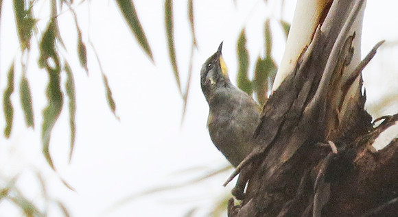 Yellow-throated honeyeater Lichenostomus flavicollis