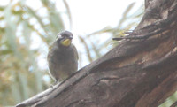 Yellow-throated honeyeater Lichenostomus flavicollis