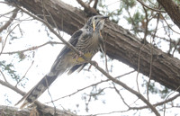 Yellow wattlebird Anthochaera paradoxa