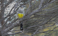 Yellow wattlebird Anthochaera paradoxa