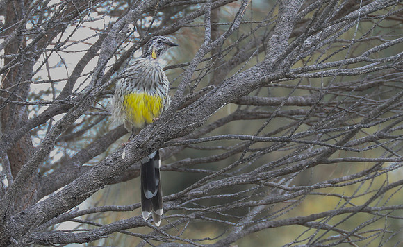 Yellow wattlebird Anthochaera paradoxa