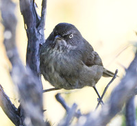 Tasmanian Scrubwren Sericornis humilis