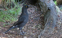 Black currawong Strepera fuliginosa