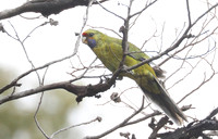 Green rosella Platycercus caledonicus
