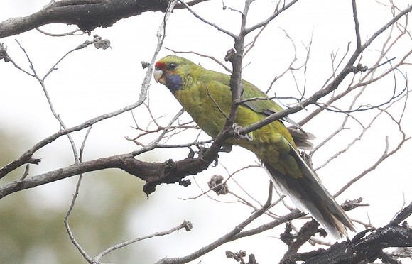 Green rosella Platycercus caledonicus