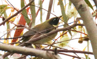 Black-headed honeyeater Melithreptus affinus