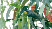 Yellow-throated honeyeater Lichenostomus flavicollis