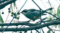 Strong-billed honeyeater Melithreptus validirostris