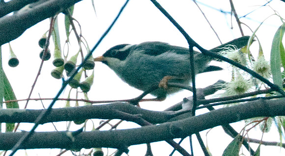 Strong-billed honeyeater Melithreptus validirostris
