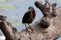 Green Heron (Butorides virescens)