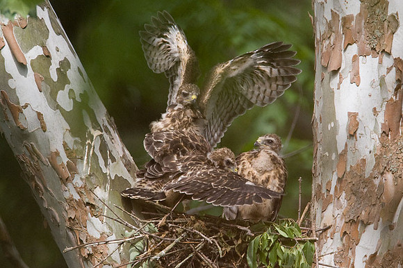 Red-shouldered Hawk (Buteo lineatus) juvenile