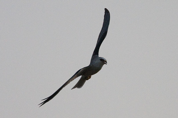 White-tailed Kite (Elanus leucurus) also known as Black-shouldered Kite