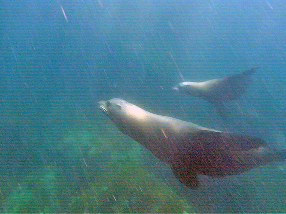 Seal and cub