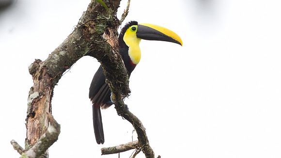 Choco Toucan (Ramphastos brevis)