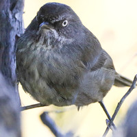 Tasmanian Endemic Birds