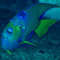 Underwater