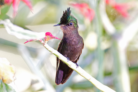 Antillean Crested Hummingbird (Orthorhyncus cristatus)