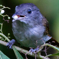 Brown Fulvetta (Alcippe brunneicauda)