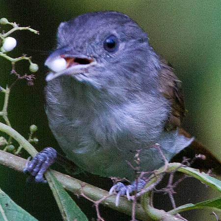 Brown Fulvetta (Alcippe brunneicauda)