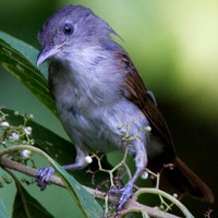 Brown Fulvetta (Alcippe brunneicauda)