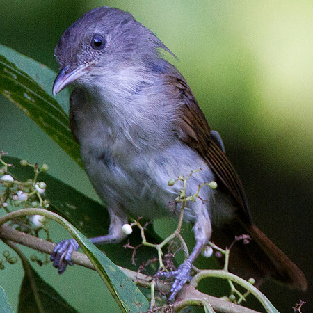Brown Fulvetta (Alcippe brunneicauda)