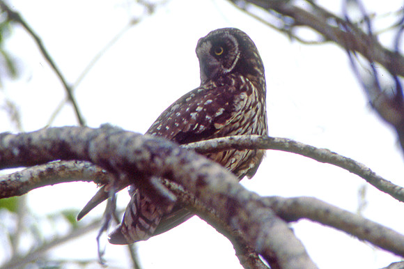 Galapagos Short-eared Owl