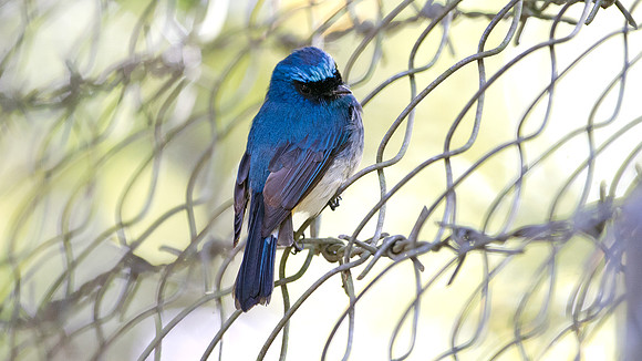 Indigo Flycatcher (Eumyias indigo)