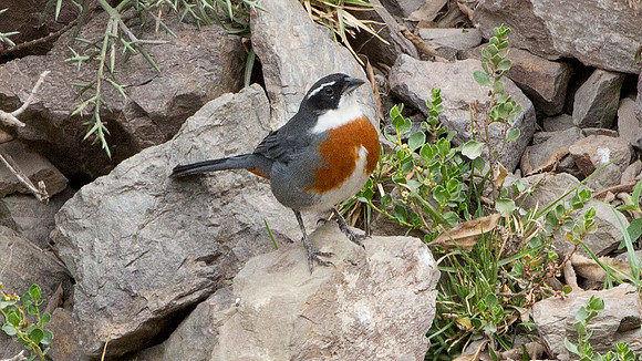 Chestnut-breasted Mountain-finch (Poospiza caesar)