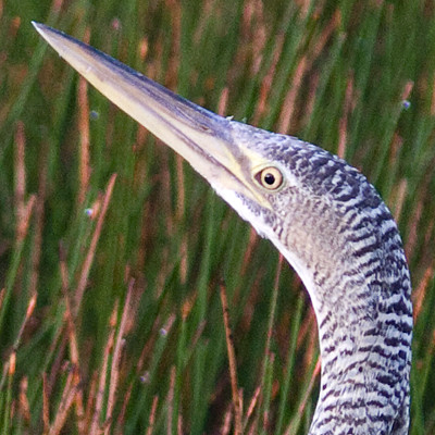 Pinnated Bittern (Botaurus pinnatus) also known as South American Bittern