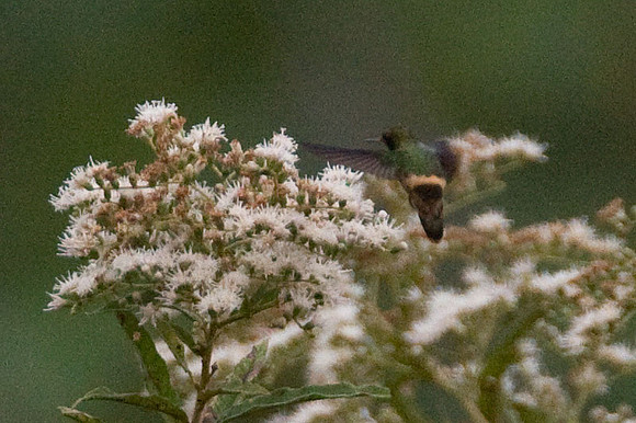 Rufous-Crested Coquette (Lophornis delattrei) female