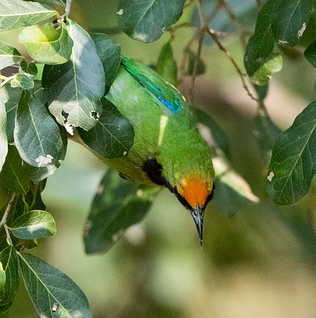 9V3A3993