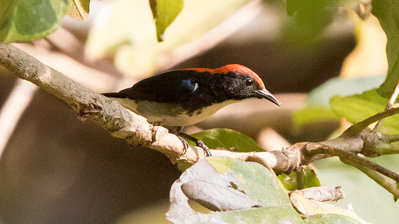 Scarlet-backed flowerpecker (Dicaeum cruentatum) Male