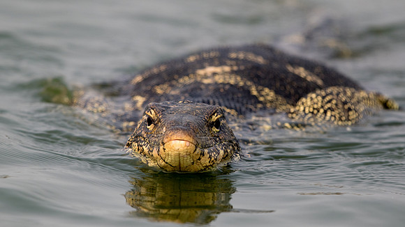 Water monitor (Varanus salvator)