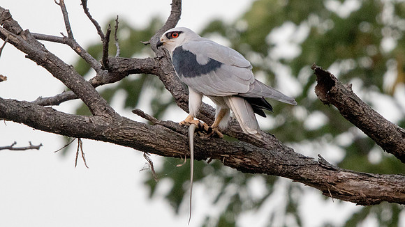 Black-shouldered kite (Elanus axillaris)