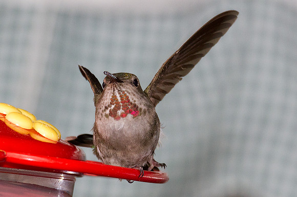 Anna's Hummingbird (Calypte anna)