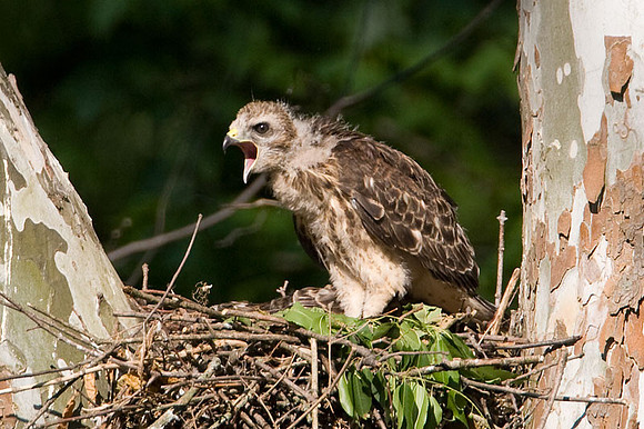 Red-shouldered Hawk (Buteo lineatus) juvenile