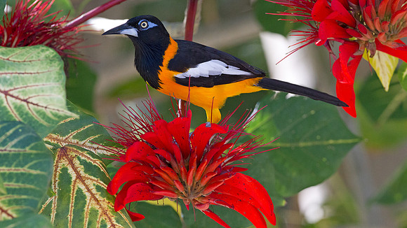 Venezuelan Troupial (Icterus icterus)