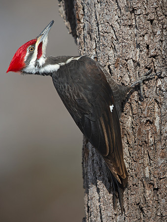 Pileated woodpecker (Hylatomus pileatus) Male