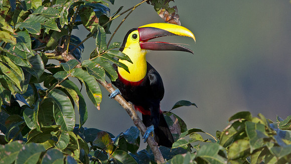 Chestnut-mandibled Toucan (Ramphastos ambiguus swainsonii)